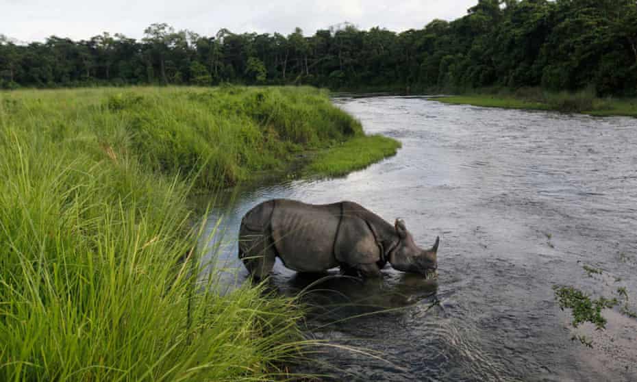 A one horned rhino drinks from a river