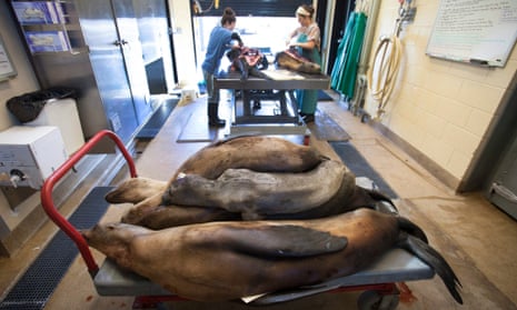 A cart of deceased malnourished and dehydrated sea lions that had been stranded along the northern California coast, await their turn for necropsy.