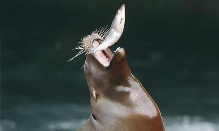 A California sea lion catches a fish.