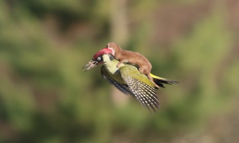 Martin Le-May's once-in-a-lifetime photograph of a weasel riding (or rather attacking) a woodpecker, taken in Hornchurch Country Park in Essex.