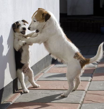 Jack Perks's chance picture of a jack russell pinning its puppy against a wall, which went viral.