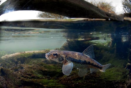 A gudgeon photographed by Jack Perks, who specialises in underwater work, and raised £3,500 via ­Kickstarter to photograph every freshwater fish in Britain.