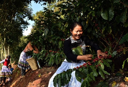 Coffee growers pick fresh coffee fruits in a plantation in Pu’er, southwest China’s Yunnan Province.
