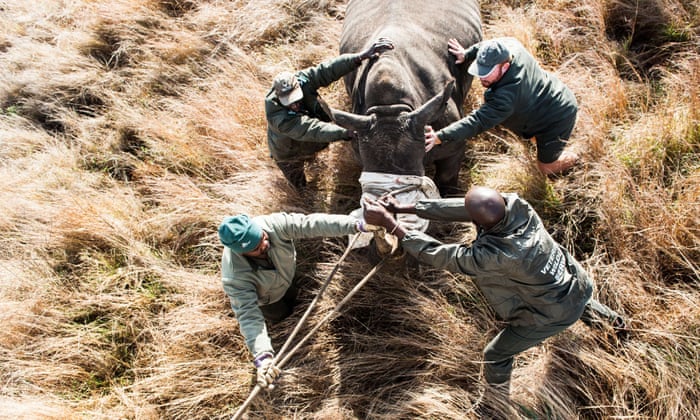 As poaching heats up, conservationists advocate sending South Africa rhinos to Texas As poaching heats up, conservationists advocate sending South Africa rhinos to Texas