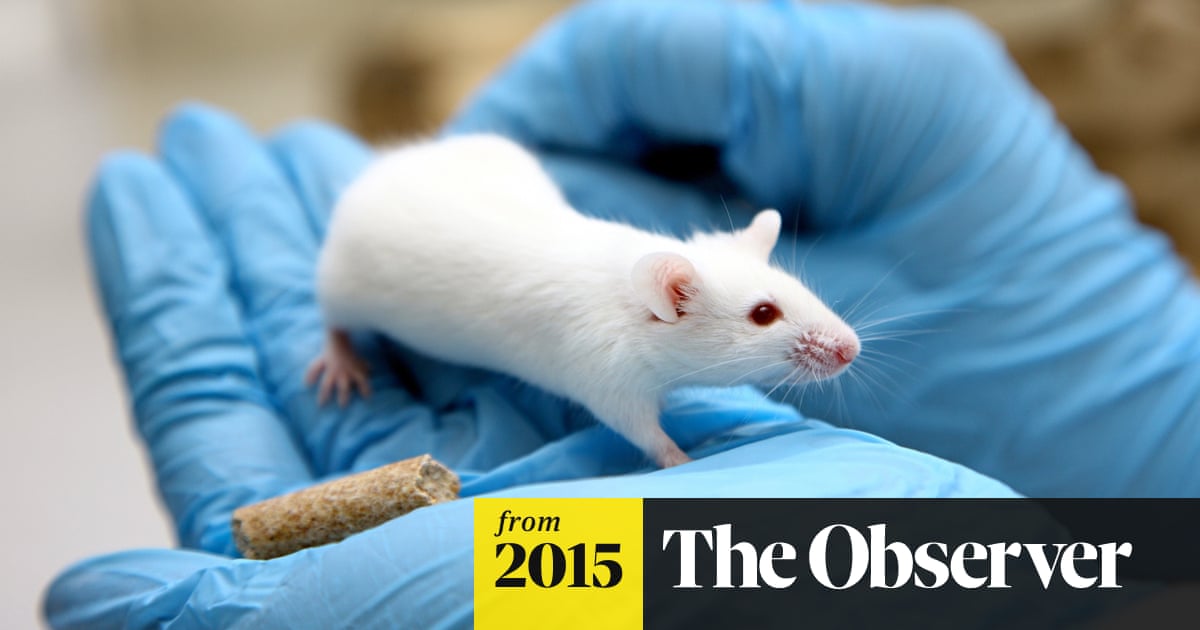 MEPs' debate on animal research ban worries scientists | Animal  experimentation | The Guardian