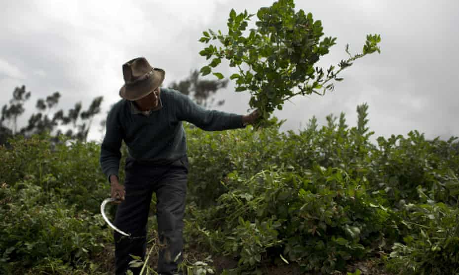 Julio Huayanpuntio, 62, cuts the leaves of his potato field to feed his cows, in Huaraz, Peru