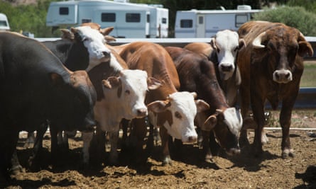 Cliven Bundy's cattle