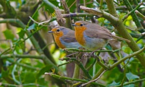 Image result for robins
