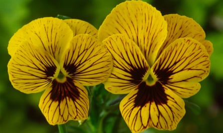 'Little gold faces striped with black': Viola 'Tiger Eyes'.