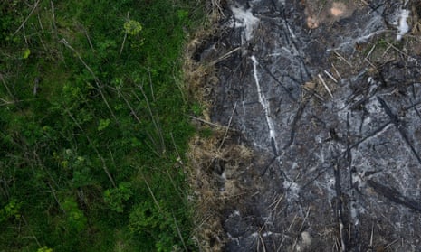 An area of the Amazon rainforest which has been slashed and burned stands next to a section of virgin forest.
