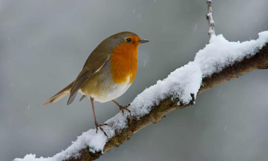 Robin on a snowy branch