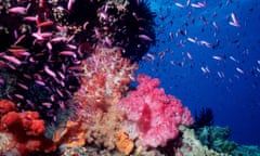 brightly coloured tropical fish on a coral reef