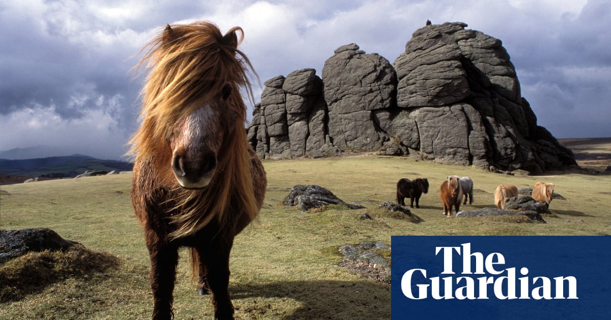 How Many Horses Are There In The European Union News The Guardian