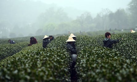 Tea farmers picking leaves at a tea garden in Shuangfeng Village of Hangzhou.