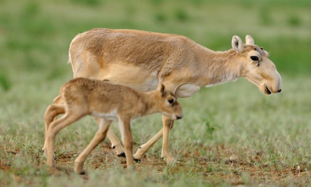 134,000 saiga died in the space of just two weeks