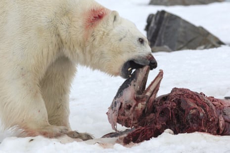 A polar bear eats a white-beaked dolphin in the Smeerenburgfjorden fjord, in the Norwegian archipelago of Svalbard, Norway, on July 4, 2014. Dolphins had become trapped too far north possibly due to the almost absence of ice in the region in the past few years and the sudden arrival of ice in April. As the climate warms, the sight of polar bears tucking into weird meals, such as dolphins, could become more common.