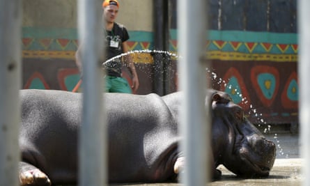 Begi, a hippopotamus that escaped the zoo on Sunday, is being housed in an elephant cage on higher ground.