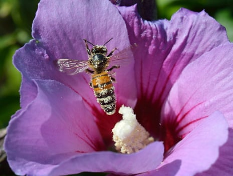A honeybee packed with pollen landing on a hibiscus flower.
