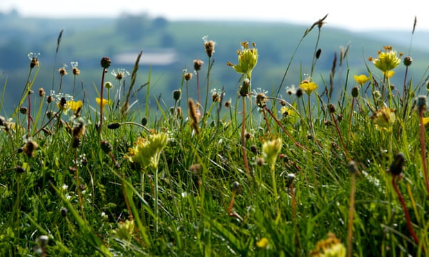 Since 1945 97% of the UK's wildflower meadows, such as this one at Priestcliffe Lees, Derbyshire, have disappeared.
