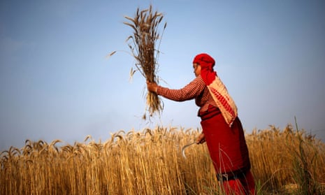 A woman harvests wheat on a field in Bhaktapur, Nepal.
