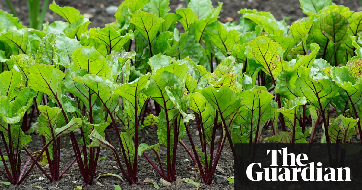 Gardens: growing salad | Dan Pearson | Life and style | The Guardian Gardens: growing salad | Dan Pearson | Life and style | The Guardian on Dan Pearson Garden
 id=61248