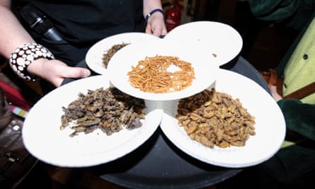 Plates of insects for tasting
