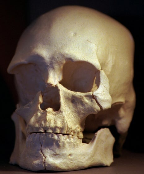 Skulls Engineered to Take Hard Knocks - The New York Times