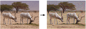 An ibex grazing, pre- and post-edge detection.