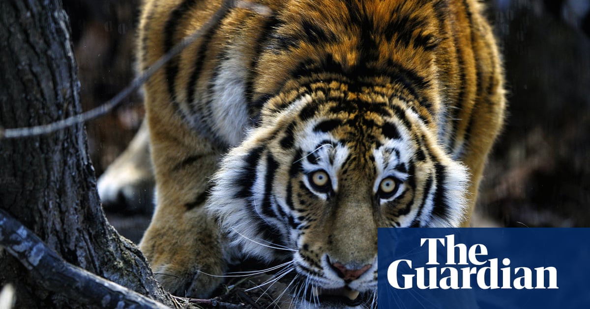 Georgia Zoo Flooding What To Do If You Encounter A Tiger Georgia The Guardian