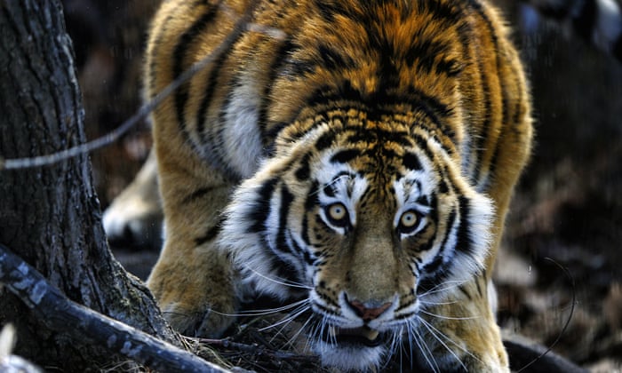Georgia zoo flooding: what to do if you encounter a tiger | Georgia | The  Guardian