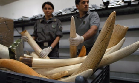 Ivory seized in Italy during operation "Cobra III" in Italy