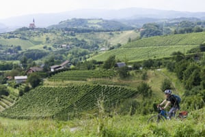 Faire du vélo à travers un vignoble dans la région de Maribor en Slovénie.