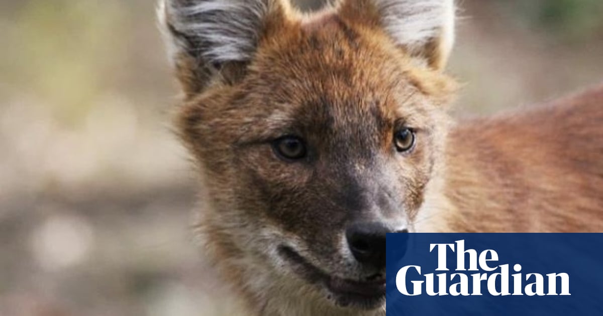 Saving the dhole: The forgotten 'badass' Asian dog more endangered than