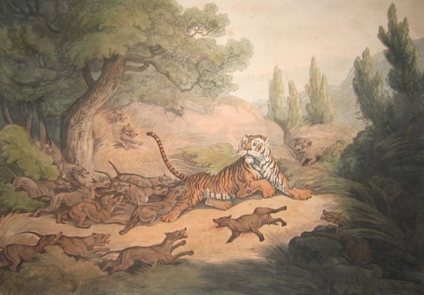 An 1807 painting entitled A Tiger Hunted by Wild Dogs that depicts dholes chasing a tiger. Researchers still debate if stories of dholes killing tigers are myth or truth.