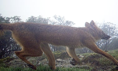 Dhole on camera trap in Nepal.