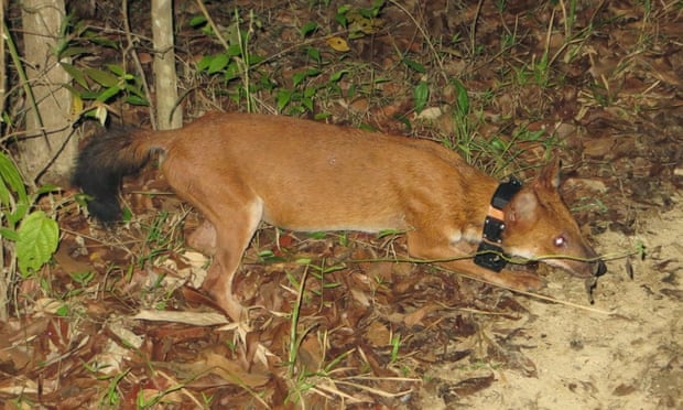 This collared dhole in Thailand could tell us much about the species. 