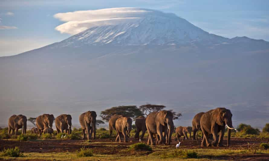 Tanzania elephant population declined by 60% in five years, census