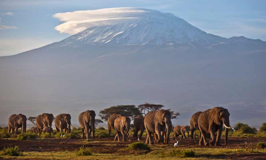 In this Monday, Dec. 17, 2012 file photo, a herd of adult and baby elephants walks in the dawn light as the highest mountain in Africa Mount Kilimanjaro in Tanzania is seen in the background, in Amboseli National Park, southern Kenya. The United Nations Environmental Program (UNEP) is marking the U.N.'s first ever World Wildlife Day Monday, March 3, 2014 to raise awareness about an illicit global trade in illegal timber, elephant ivory and rhino horns worth an estimated $19 billion.