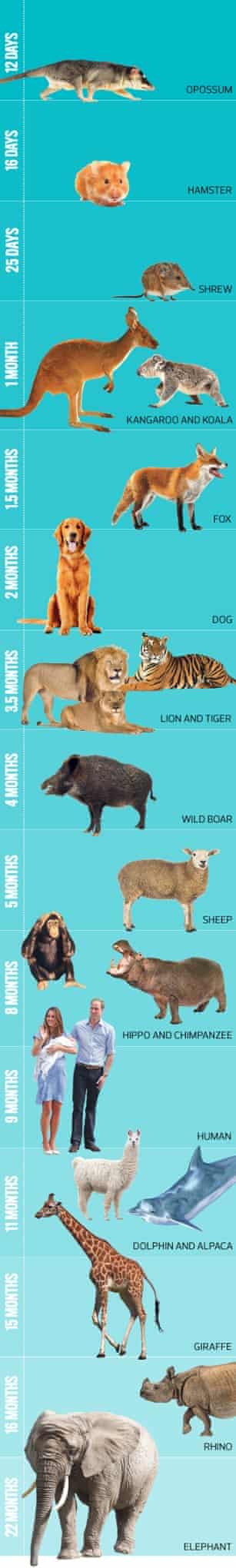 Gestation Period For The Royal Family And Other Animals Animal Behaviour The Guardian Gestation Period For The Royal Family And Other Animals Animal Behaviour The Guardian