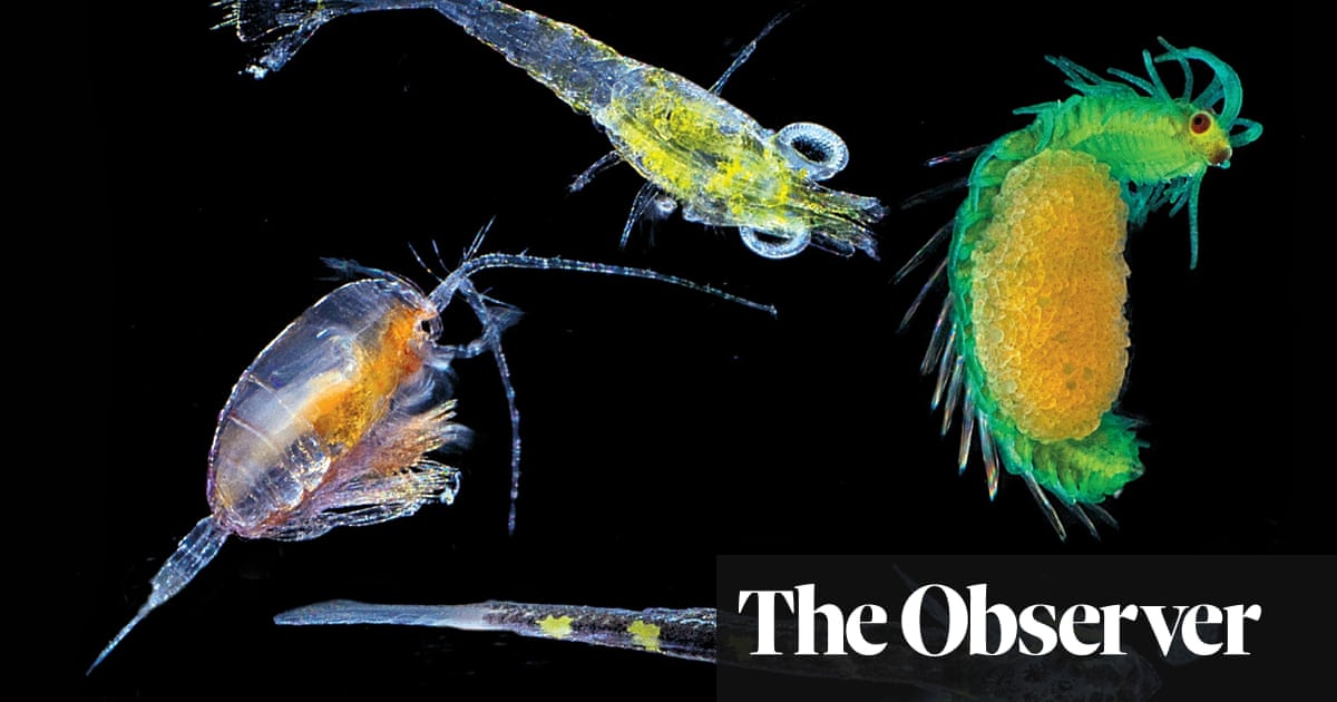 The microscopic magic of plankton | Environment | The Guardian