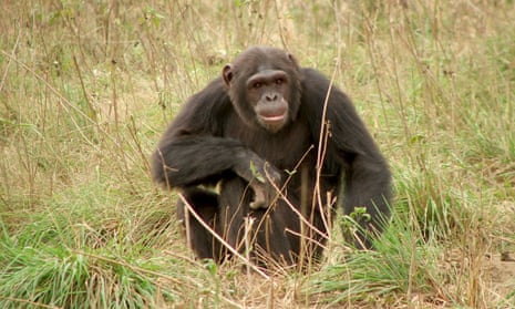 A chimpanzee at Tchimpounga Chimpanzee Sanctuary, where the study was conducted.