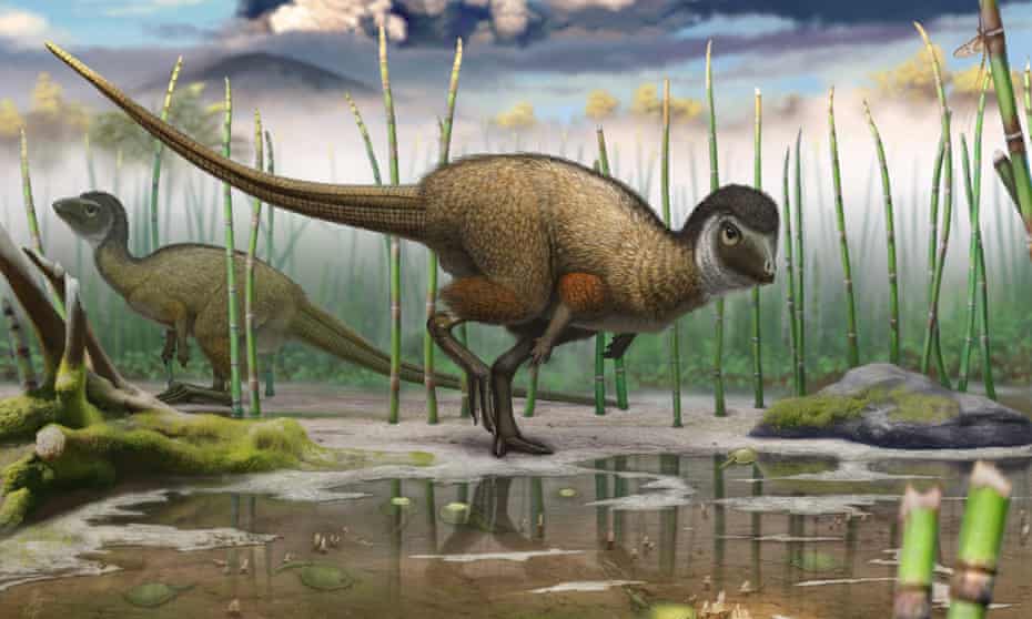 The discovery last year of Kulindadromeus, which had both scales and feathers, prompted speculation that this may have been the case for all dinosaurs.