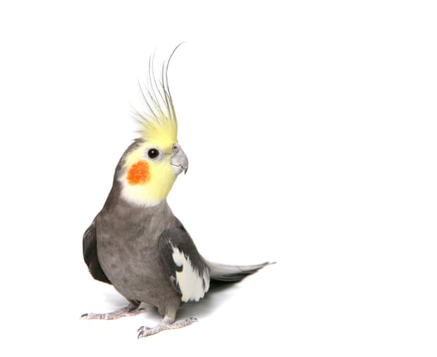 Cockatiel pet parrots hotsell