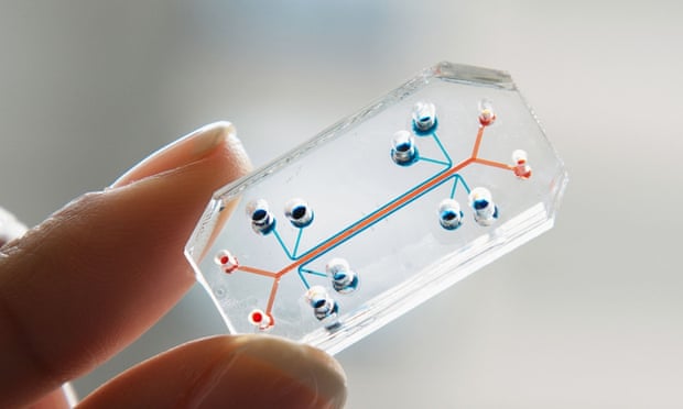 Lung-on-a-chip … A tiny channel lined with human lung and capillary cells allows the biological processes of breathing to be simulated.