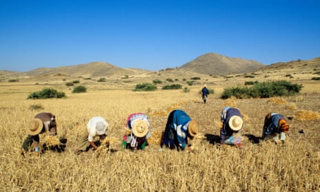 Collecting wheat in Morocco