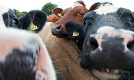 Stock.Cattle, near Flixton, Suffolk.