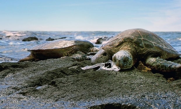Ocean Waste Summary By Expert s Debate Ecogreenlove Ocean Waste Summary By Expert s Debate Ecogreenlove