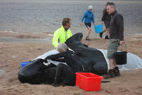 Pilot whales stranded on the sand, in the Kyle of Durness 22 July 2011