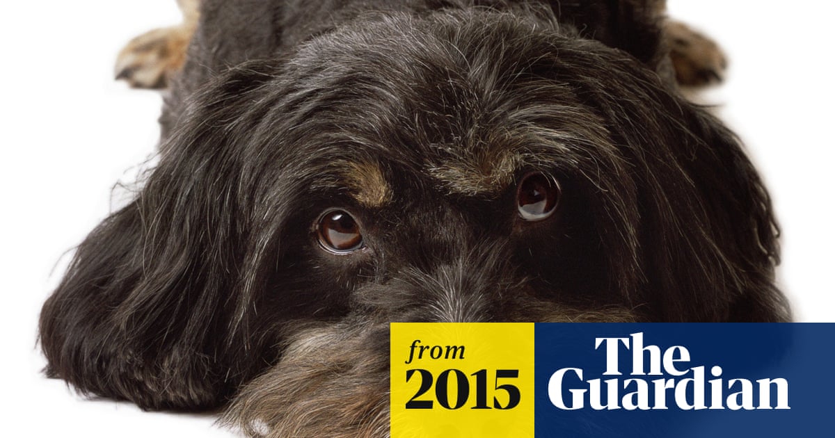 Is It Cruel to Feed a Dog Once a Day? Expert Insights Revealed