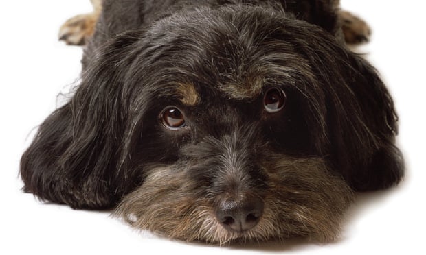 How to get your dog to stop pooping in the top kennel